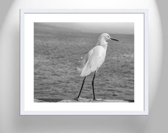 Sea Bird Wall Art Print with White Egret in Black and White