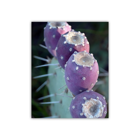 bear paw succulents Buy Cotyledon tomentosa 'Bears Paw' Australia