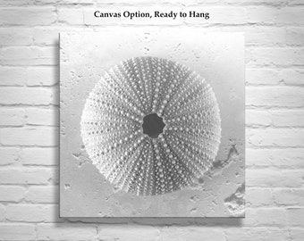 Square Art Print with Sea Urchin Seashell as Black and White Wall Decor for Home or Bath