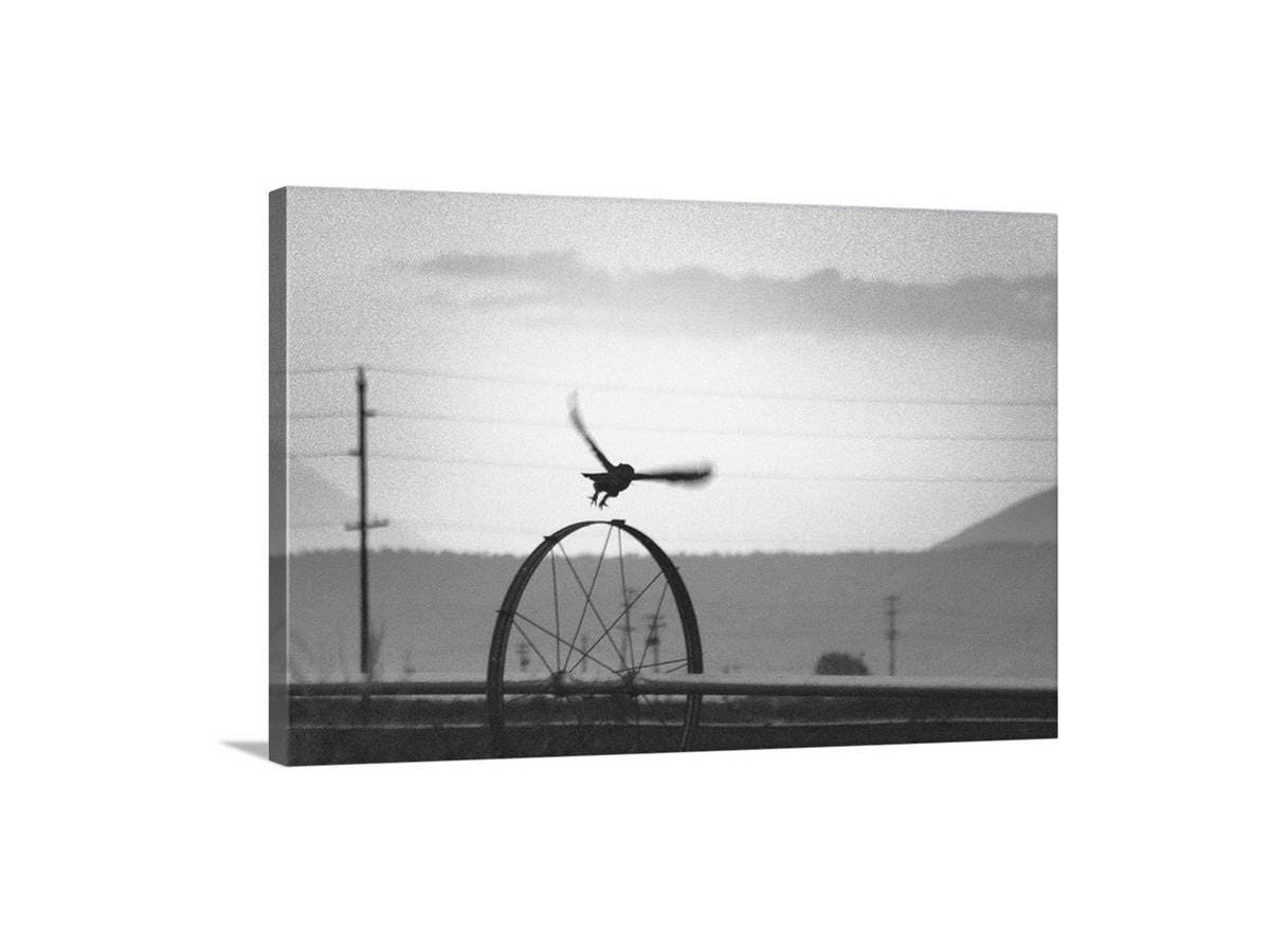 Owl Photography in Black and White on Farm Landscape as Avian Wall Decor