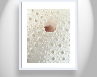 Sea Urchin Photography Art Print as Abstract Wall Decor for Bathroom