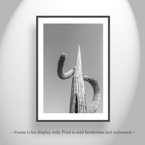 May include: Black and white photograph of a tall, slender cactus with a unique, curved shape. The cactus is the main focus of the image, with a plain background.