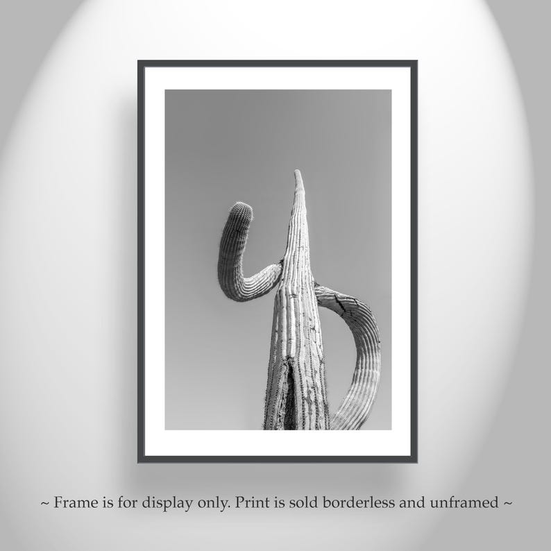 May include: Black and white photograph of a tall, slender cactus with a unique, curved shape. The cactus is the main focus of the image, with a plain background.