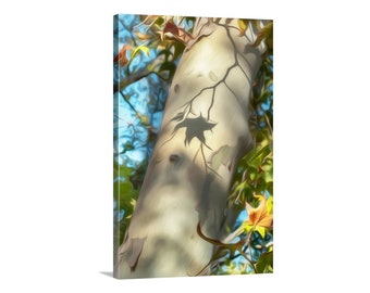 Autumn Nature Art Print with Sycamore Tree
