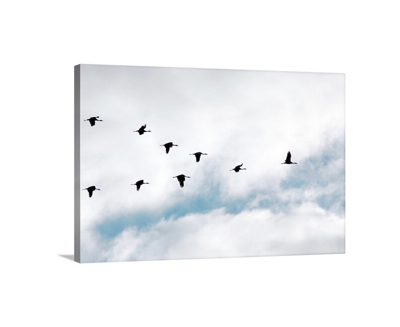 Silhouette Vogelschwarm