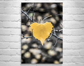 Fine Art Nature Wall Decor with Cottonwood Leaf in Autumn on Framed Canvas