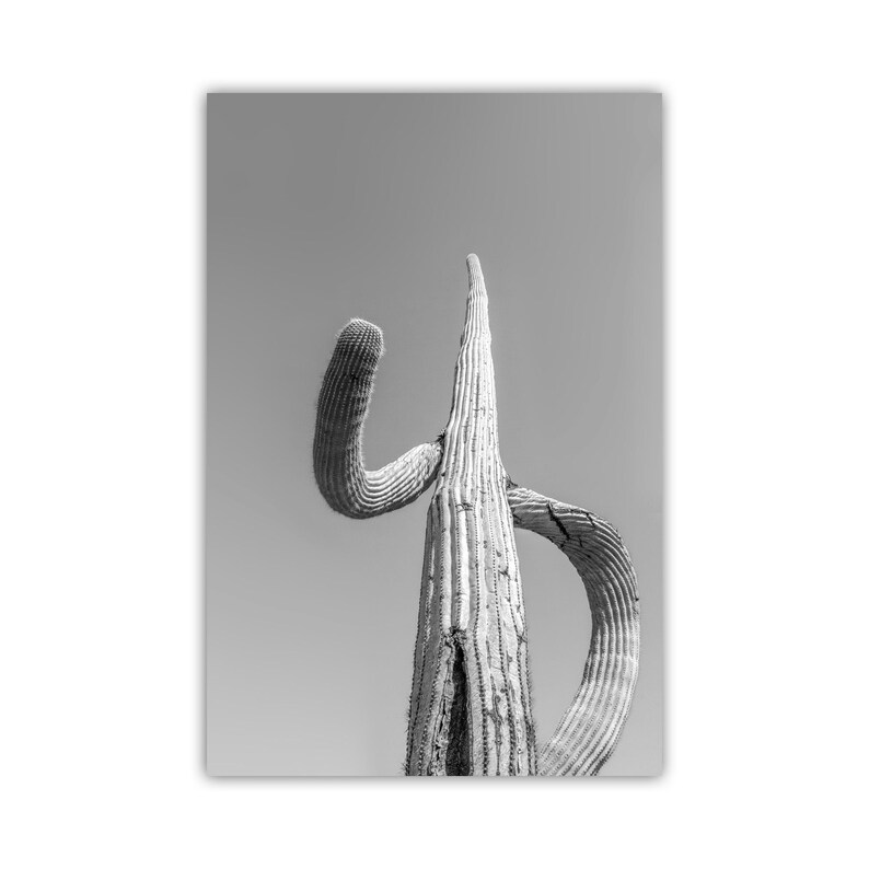 May include: A black and white photograph of a tall, slender cactus with a single arm reaching up towards the sky.