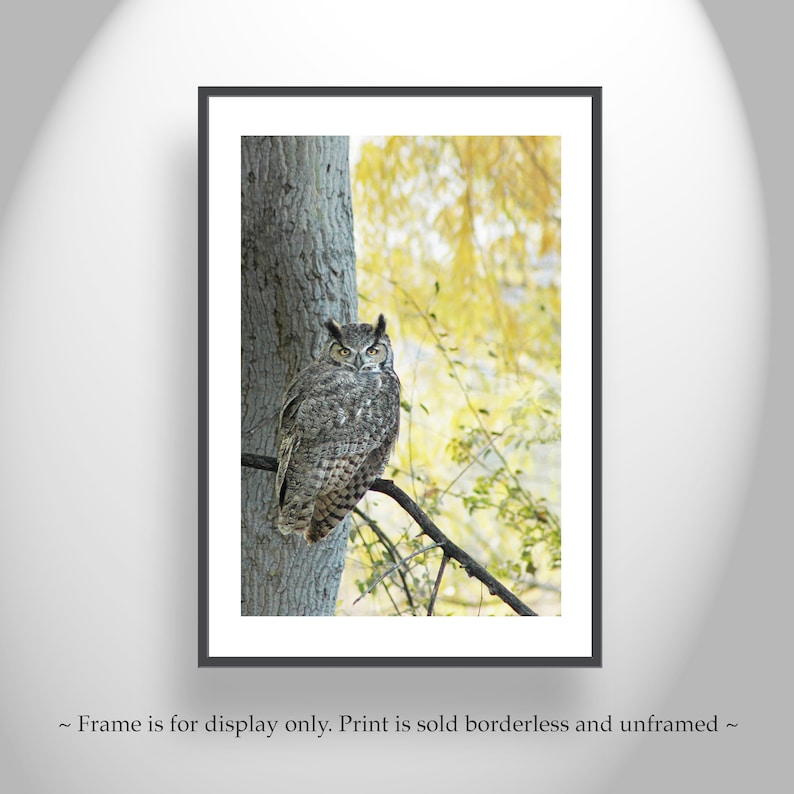 Owl Wall Art Photography with Great Horned Owl Bird in Autumn image 2