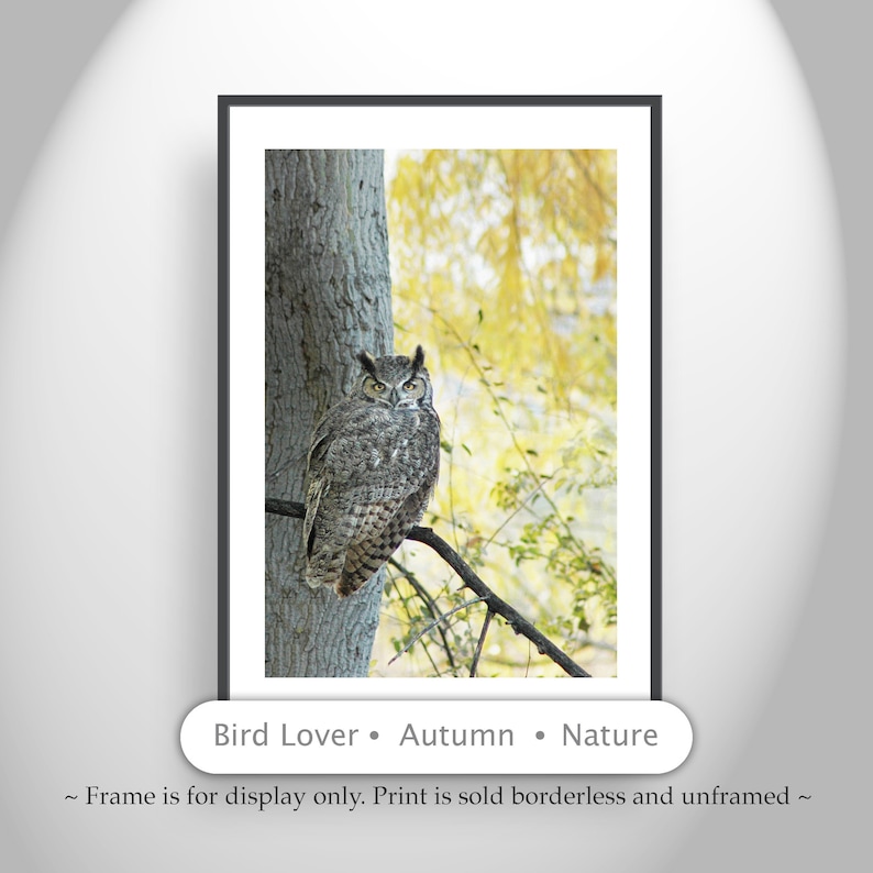 Owl Wall Art Photography with Great Horned Owl Bird in Autumn image 1
