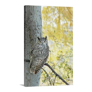 Owl Wall Art Photography with Great Horned Owl Bird in Autumn image 4