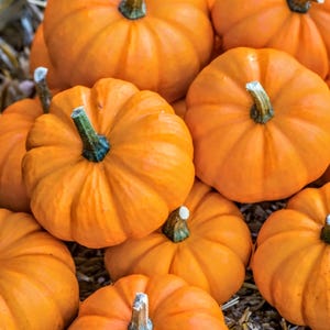 Jack Be Little Pumpkin Seeds, Non GMO, Organic, Heirloom, 20+