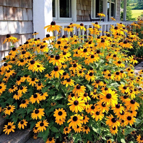 Black Eyed Susan Flower Seeds, Rustic Mix, Heirloom, Perennial, Non GMO,  1000+ - Etsy Israel