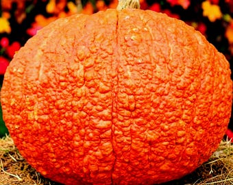Rare Pumpkin Seeds, Giant "Red Warty Thing," Heirloom, Organic, Non GMO,  10+