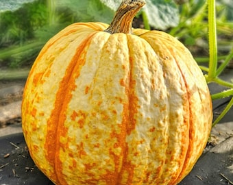 Pumpkin Seeds, Rare "Candy Corn," Organic, Non GMO, 10+