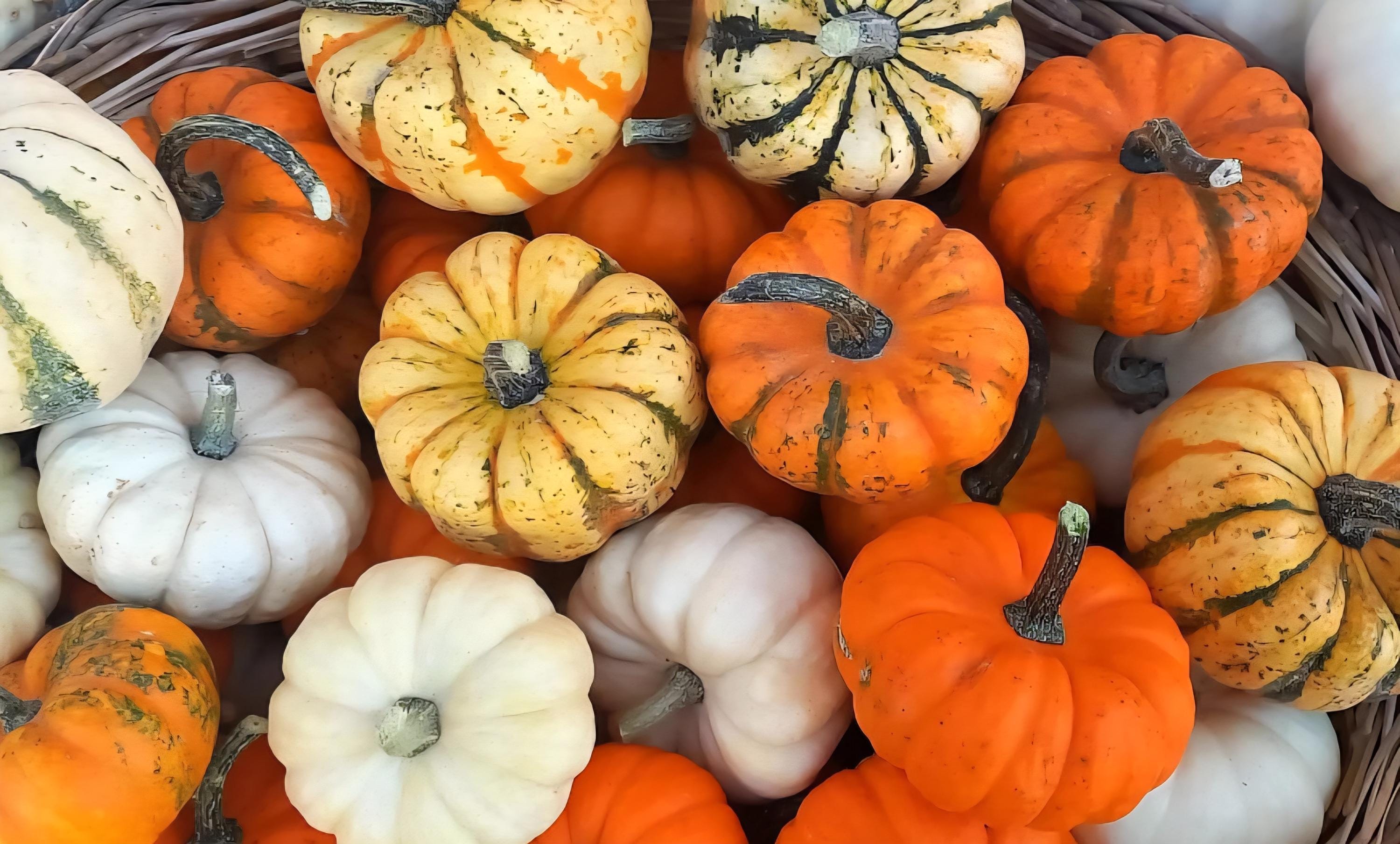 Mini Pumpkins - Etsy