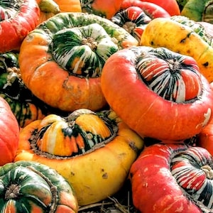 Rare Giant "Turban" Pumpkin Seeds, Non GMO, Organic, 10ct