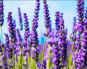 True Lavender Seeds, Perennial, Organic, Non GMO