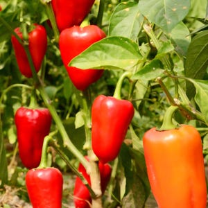 Sweet Mini Pepper Seeds, "Lunchbox," Non GMO, Organic, 30+