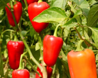 Semillas de pimiento dulce mini, "Lunchbox", sin OMG, orgánicas, 30+