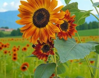 Rare Giant "Earthwalker" Sunflower Seeds, Organic, Non GMO, Heirloom, 30+