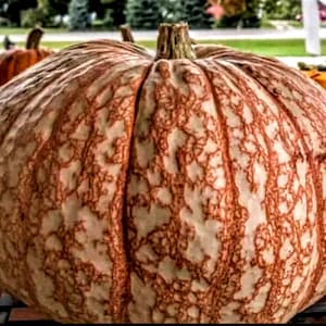 Rare &quot;One Too Many&quot; Giant Pumpkin Seeds, Non GMO, Organic, 10 Pack