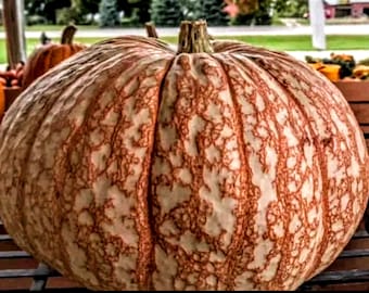 Rare Giant Pumpkin Seeds, "One Too Many", Organic Non-GMO, 10+