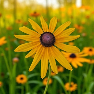Black Eyed Susan Flower Seeds, Rustic Mix, Heirloom, Perennial, non GMO, 250+