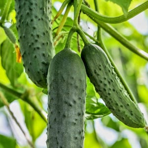 May include: Three green cucumbers hanging from a vine with green leaves. The cucumbers are long and slender with a bumpy texture.
