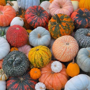 May include: A large collection of pumpkins and gourds in various shapes, sizes, and colors, including shades of orange, white, grey, green, and yellow. The assortment features smooth, ribbed, and warty textures with visible stems on each piece.