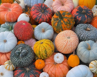 Pode incluir: Uma grande coleção de abóboras e cabaças de várias formas, tamanhos e cores, incluindo tons de laranja, branco, cinza, verde e amarelo. O sortimento apresenta texturas lisas, caneladas e verrugosas com caules visíveis em cada peça.
