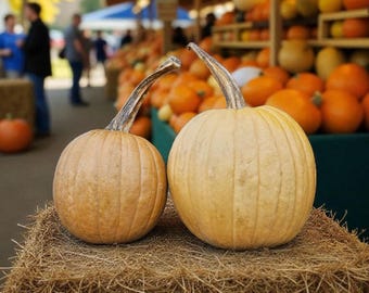Pumpkin Seeds Hot Chocolate Pumpkin Organic Non GMO 10+