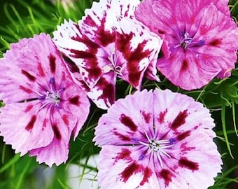 Sweet William Seeds Colorful Mix Perennials Organic Non GMO 300+