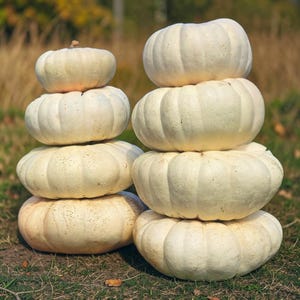 May include: Two vertical stacks of white pumpkins are arranged side by side. The left stack consists of four pumpkins, while the right stack features four larger, rounded white pumpkins. Each pumpkin has a smooth, ribbed surface.