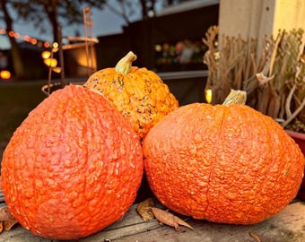 May include: Three pumpkins with textured, warty orange rinds and light brown stems. The pumpkins vary in size and shape, with one large round pumpkin in the foreground, a smaller one behind it, and another large, flattened pumpkin to the right.