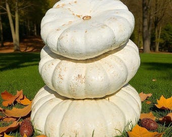 Giant Pumpkin Seeds White Pumpkin Stacker Organic Non GMO 10+