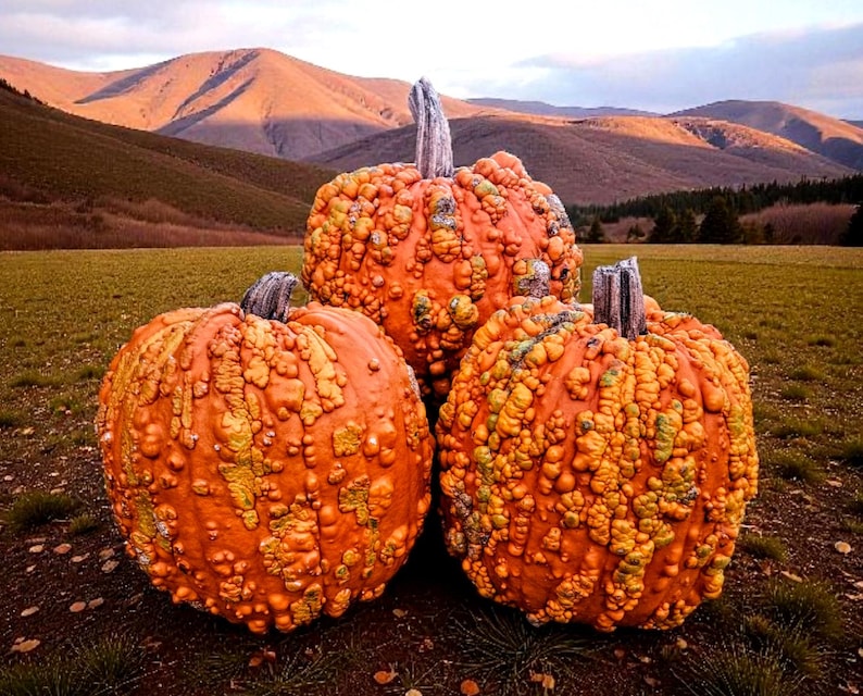 Deep Ridges Pumpkin Pumpkin Seeds Kuncklehead Organic Non GMO 10+ - Etsy