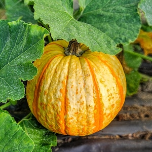 Pumpkin Seeds, Rare "Candy Corn," Organic, Non GMO, 10+