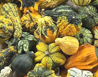 Mixed Gourd Seeds, Fall Decor, Ornamental Variety, Organic, Non GMO, Heirloom, 20+