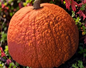 Puede incluir: Una calabaza redonda de color naranja con una superficie muy texturizada y verrugosa, con un tallo corto y marrón en la parte superior. La calabaza muestra un color naranja intenso y vibrante con variaciones naturales en su piel rugosa.