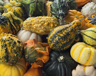 May include: A collection of assorted gourds and pumpkins in various shapes, sizes, and textures. The assortment includes smooth white, yellow, and dark green varieties alongside warty, speckled, and striped specimens in shades of orange and gold.