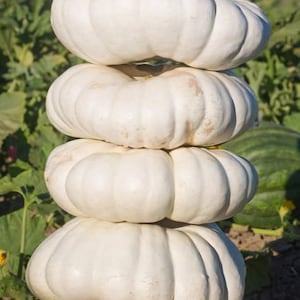 Giant &quot;Stacker&quot; Flat White Bore Pumpkin Seeds, Organic, Non GMO, 10ct