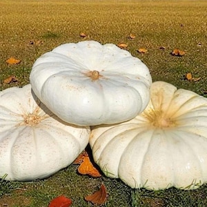 May include: Three large, round, white pumpkins with deep vertical ridges and smooth, matte skins. The pumpkins are arranged in a cluster, with one pumpkin resting on top of the other two, showcasing their flattened, circular shapes and stems.