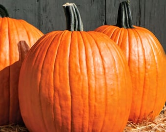 Pumpkin Seeds, Jack O Lantern Seeds, Non GMO, Heirloom, Organic, 10+