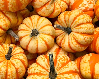 May include: A close-up shot of several small pumpkins. The pumpkins are a mix of cream and orange, with the orange in vertical stripes. Each pumpkin has a dark brown stem. The pumpkins are clustered together, creating a fall harvest theme.