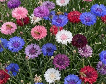 Wildflower Seeds, Mixed Cornflowers, Bachelor Button,Perennial, Organic, Non GMO, 250+
