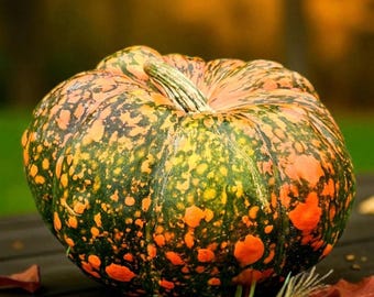 Rare Ugly Duckling Pumpkin Seeds, Giant Organic Non-GMO Squash, Easy Grow Squash