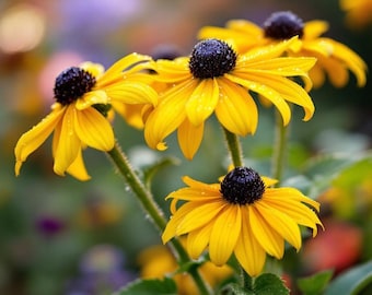 Black Eyed Susan Flower Seeds, Perennial Wildflower, Organic, Non GMO (1000+ Seeds)