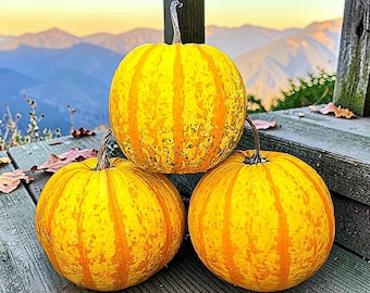 Pode incluir: Três abóboras redondas de cor amarela brilhante com listras laranja verticais e caules castanhos. As abóboras estão dispostas numa pilha triangular, com uma abóbora colocada sobre as outras duas, exibindo as suas cascas texturizadas.