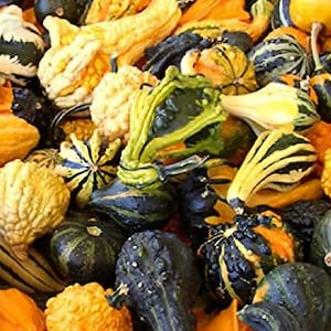 Mixed Ornamental Gourd Seeds, Organic, Non GMO, Heirloom, 20ct