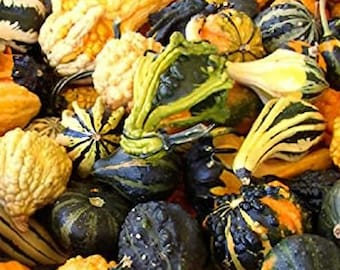 May include: A variety of gourds in different shapes, sizes, and colors, including green, orange, yellow, and black. Some gourds have intricate patterns and textures.